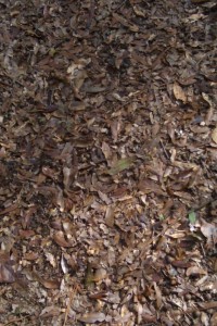 Ground covered with leaves